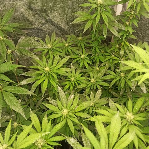 Banana Blaze growlog timeline photo