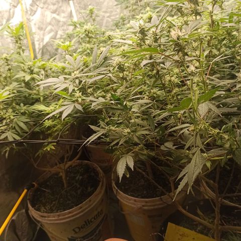Banana Blaze growlog timeline photo