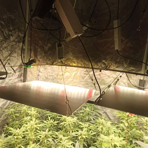 Banana Blaze growlog timeline photo