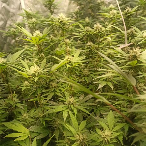Banana Blaze growlog timeline photo