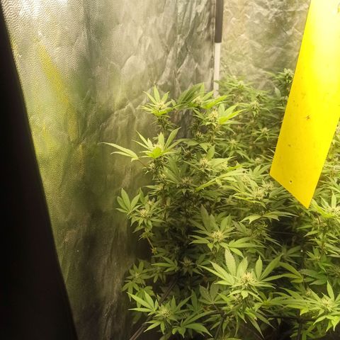Banana Blaze growlog timeline photo