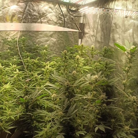 Banana Blaze growlog timeline photo