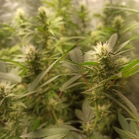Banana Blaze growlog timeline photo