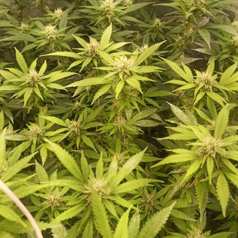 Banana Blaze growlog timeline photo
