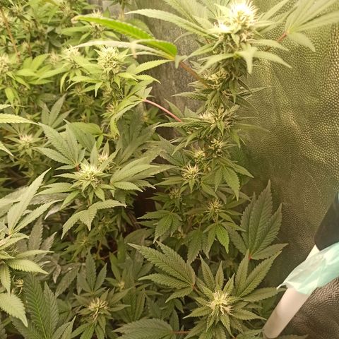 Banana Blaze growlog timeline photo