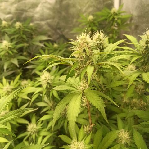 Banana Blaze growlog timeline photo