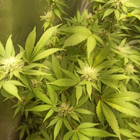 Banana Blaze growlog timeline photo