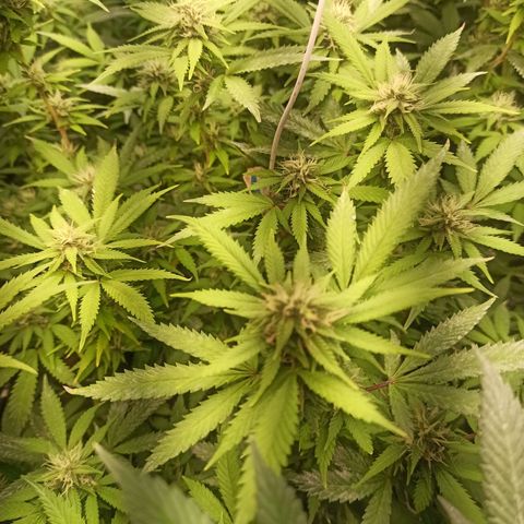 Banana Blaze growlog timeline photo