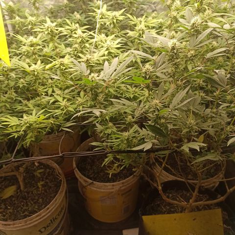 Banana Blaze growlog timeline photo
