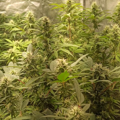 Banana Blaze growlog timeline photo