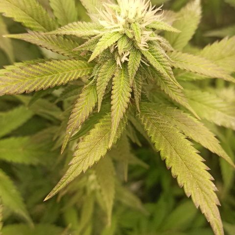 Banana Blaze growlog timeline photo