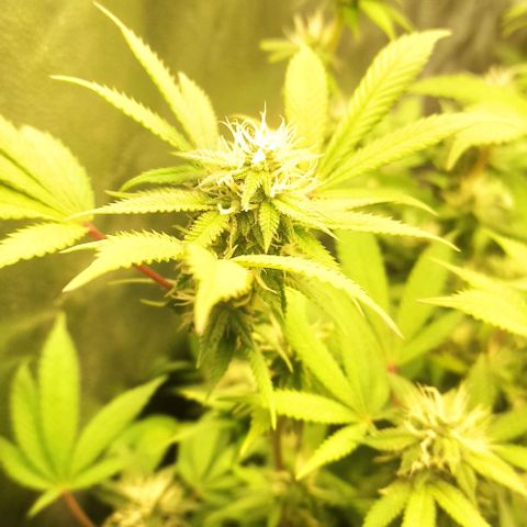 Banana Blaze growlog timeline photo