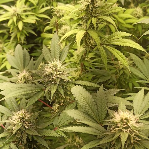 Banana Blaze growlog timeline photo
