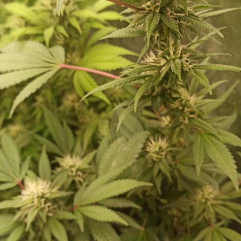 Banana Blaze growlog timeline photo