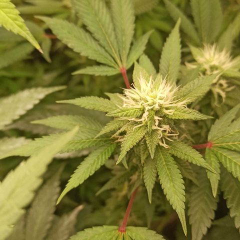 Banana Blaze growlog timeline photo