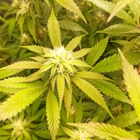 Banana Blaze growlog timeline photo
