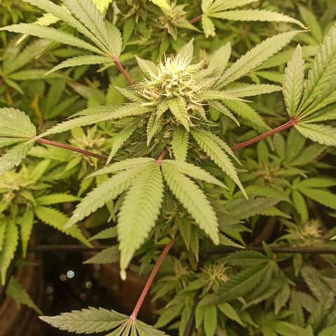 Banana Blaze growlog timeline photo