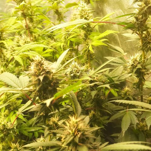 Banana Blaze growlog timeline photo