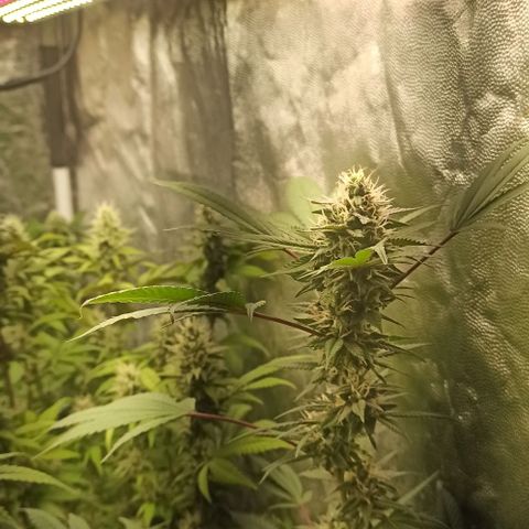 Banana Blaze growlog timeline photo