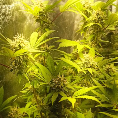 Banana Blaze growlog timeline photo
