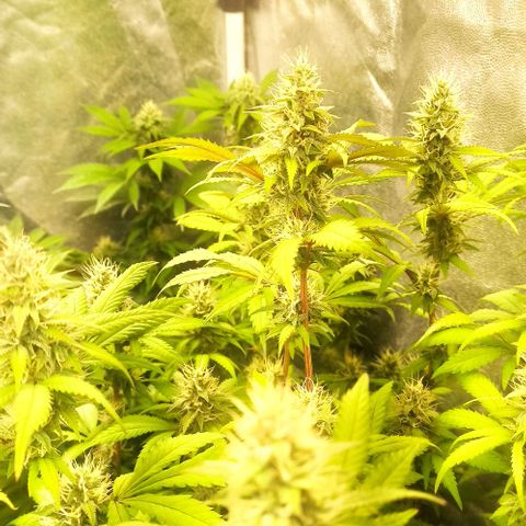 Banana Blaze growlog timeline photo