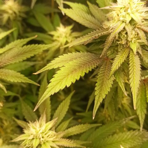 Banana Blaze growlog timeline photo