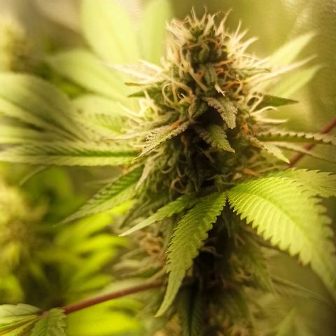 Banana Blaze growlog timeline photo