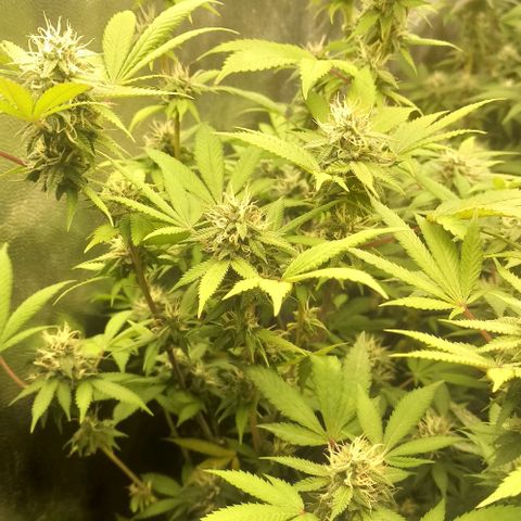 Banana Blaze growlog timeline photo