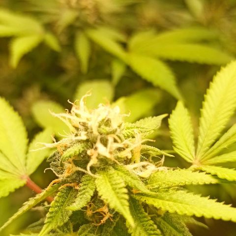 Banana Blaze growlog timeline photo