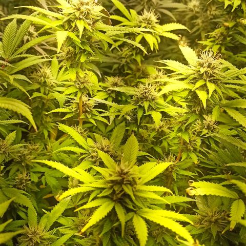 Banana Blaze growlog timeline photo