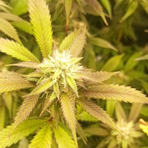 Banana Blaze growlog timeline photo