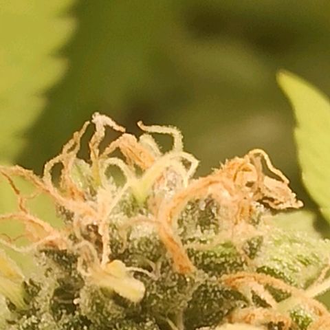 Banana Blaze growlog timeline photo