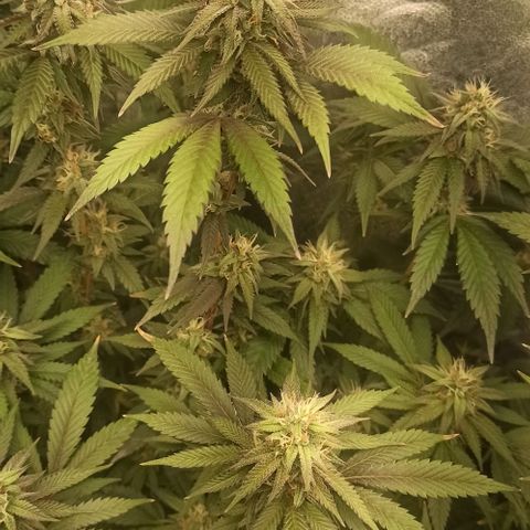 Banana Blaze growlog timeline photo