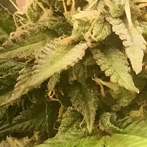 Banana Blaze growlog timeline photo