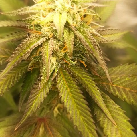 Banana Blaze growlog timeline photo