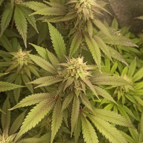 Banana Blaze growlog timeline photo