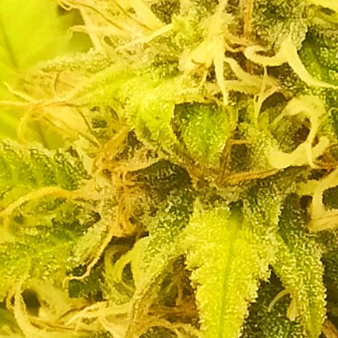 Banana Blaze growlog timeline photo