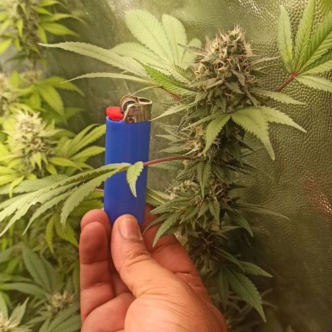 Banana Blaze growlog timeline photo