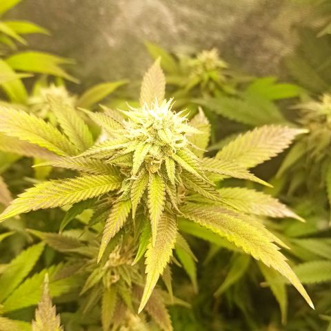 Banana Blaze growlog timeline photo