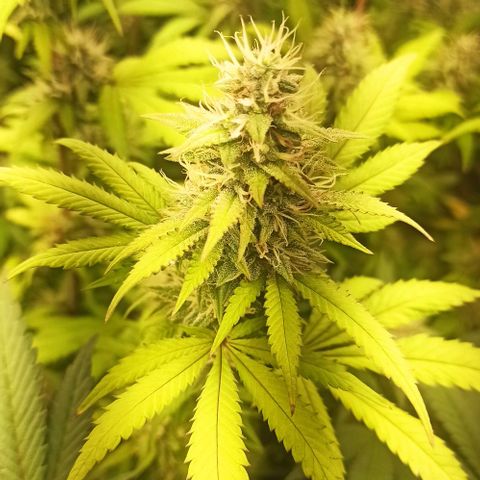 Lemon Merengue growlog timeline photo