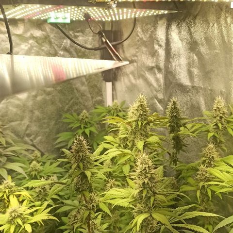 24K Tangie growlog timeline photo