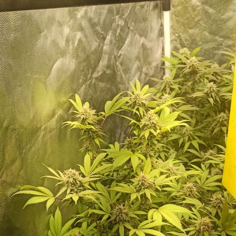 Banana Blaze growlog timeline photo
