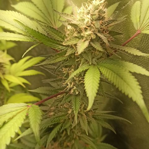 Banana Blaze growlog timeline photo