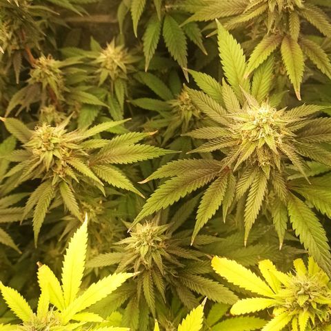 Banana Blaze growlog timeline photo