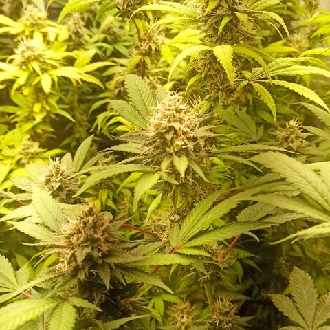 Banana Blaze growlog timeline photo