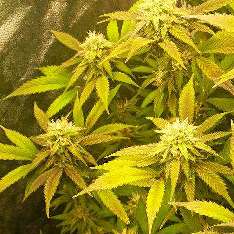 Banana Blaze growlog timeline photo