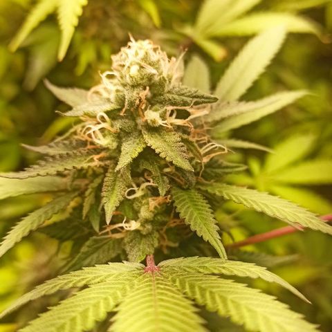 Banana Blaze growlog timeline photo