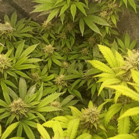 Banana Blaze growlog timeline photo