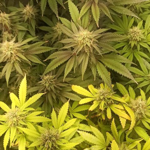 Banana Blaze growlog timeline photo