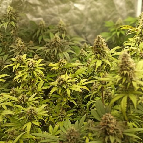 Banana Blaze growlog timeline photo